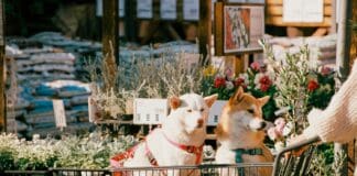 Pet-Friendly Retail Is Booming — But So Are Legal Concerns