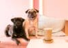 CuppaPug to launch sixth location at Brighton Marina this week