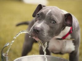 Why stainless steel pet fountains are becoming the preferred pet drinking fountain