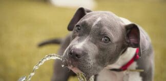 Why stainless steel pet fountains are becoming the preferred pet drinking fountain