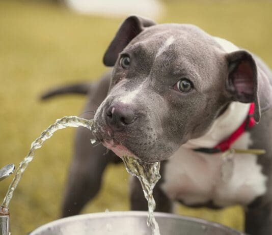 Why stainless steel pet fountains are becoming the preferred pet drinking fountain