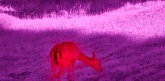 9 Things to Consider Before Buying a Thermal Monocular